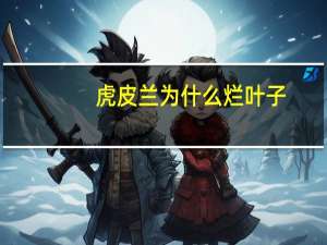 虎皮兰为什么烂叶子