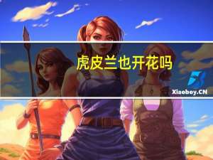 虎皮兰也开花吗