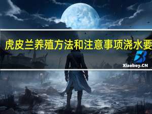 虎皮兰养殖方法和注意事项浇水要适量