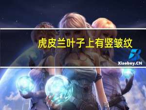 虎皮兰叶子上有竖皱纹