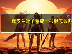 虎皮兰叶子卷成一根棍怎么办