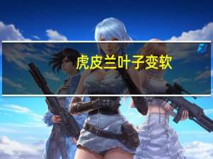 虎皮兰叶子变软：病因和解决办法