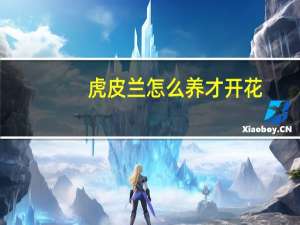 虎皮兰怎么养才开花