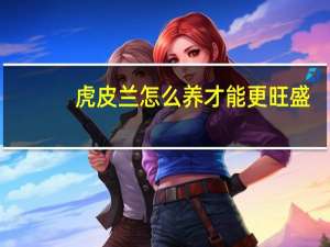 虎皮兰怎么养才能更旺盛