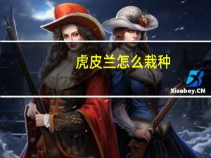 虎皮兰怎么栽种