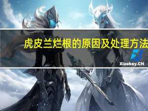 虎皮兰烂根的原因及处理方法