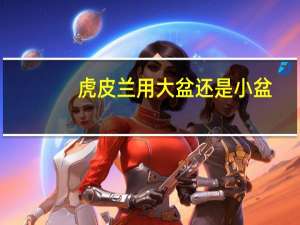 虎皮兰用大盆还是小盆