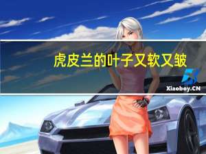 虎皮兰的叶子又软又皱