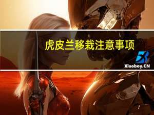 虎皮兰移栽注意事项