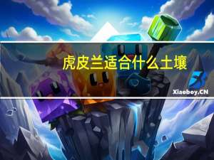 虎皮兰适合什么土壤