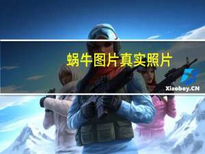 蜗牛图片真实照片（蜗牛图片）