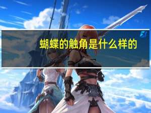 蝴蝶的触角是什么样的