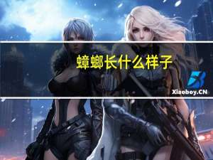 蟑螂长什么样子