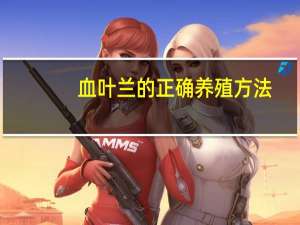 血叶兰的正确养殖方法