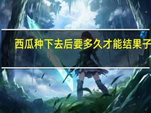 西瓜种下去后要多久才能结果子呢