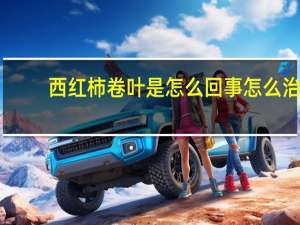 西红柿卷叶是怎么回事怎么治