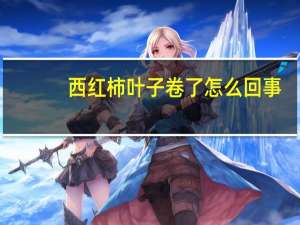 西红柿叶子卷了怎么回事