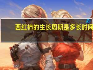 西红柿的生长周期是多长时间