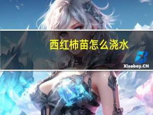 西红柿苗怎么浇水