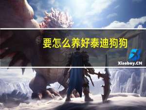要怎么养好泰迪狗狗