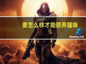 要怎么样才能领养猫咪