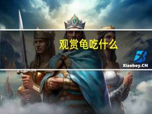 观赏龟吃什么