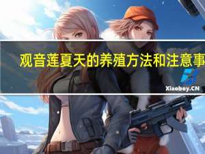 观音莲夏天的养殖方法和注意事项