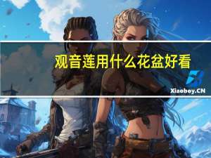 观音莲用什么花盆好看