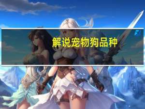 解说宠物狗品种