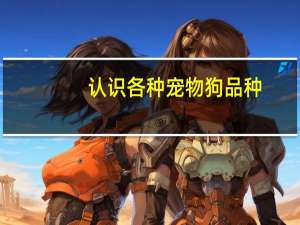 认识各种宠物狗品种