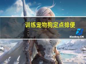 训练宠物狗定点排便