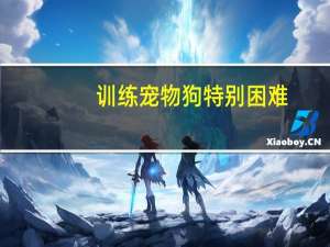 训练宠物狗特别困难