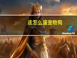 该怎么遛宠物狗