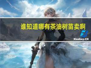 谁知道哪有茶油树苗卖啊
