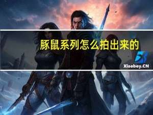 豚鼠系列怎么拍出来的