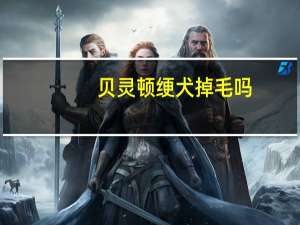 贝灵顿绠犬掉毛吗（贝灵顿绠犬）