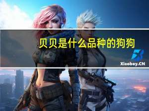 贝贝是什么品种的狗狗