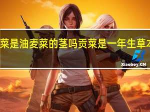 贡菜是油麦菜的茎吗 贡菜是一年生草本植物吗