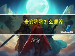 贵宾狗狗怎么喂养