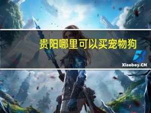 贵阳哪里可以买宠物狗