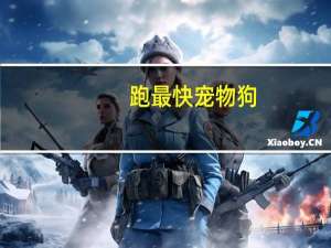 跑最快宠物狗