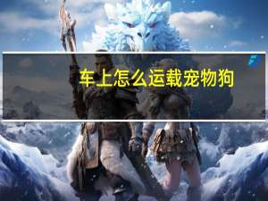 车上怎么运载宠物狗