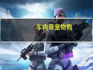 车内带宠物狗