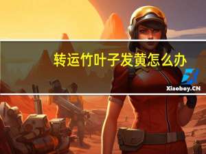 转运竹叶子发黄怎么办：偏碱土壤会导致叶黄