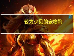 较为少见的宠物狗