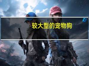 较大型的宠物狗