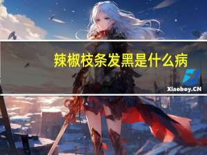 辣椒枝条发黑是什么病