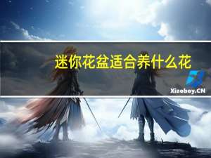 迷你花盆适合养什么花