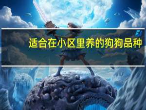 适合在小区里养的狗狗品种