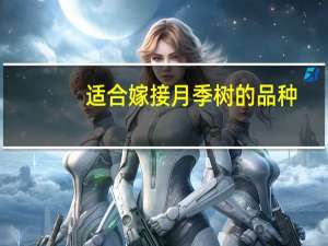 适合嫁接月季树的品种